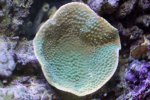 coral5.jpg