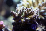 coral6.jpg