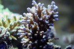 coral7.jpg