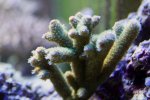 coral8.jpg