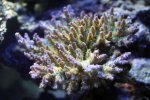 coral9.jpg