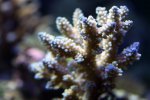coral10.jpg