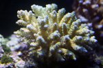 coral11.jpg