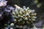 coral12.jpg