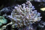 coral13.jpg