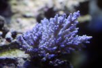 coral14.jpg