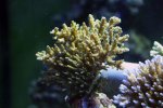 coral15.jpg