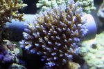 coral16.jpg