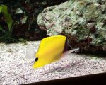 gele pincetvis.jpg