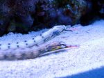 DSC04622.jpg