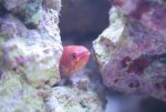 paracheilinus carpenteri op de rots 002.jpg