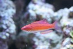 paracheilinus carpenteri 048.jpg