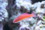 paracheilinus carpenteri 049.jpg