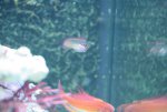 paracheilinus carpenteri en ecenius stigmatura 1 080.jpg