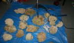 Grote zeebak f 003.jpg