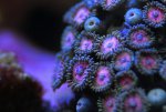buttons1.jpg