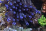 DSC02158.jpg