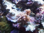 - rif k4 poccilopora.jpg