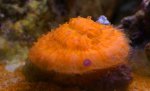 fungia-cmp.JPG