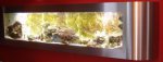 flatscreenaquarium 280 zeeaquarium zoutwater zoetwater tropische vissen restaurant.jpg