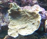 = beige montiplaat p2m.jpg