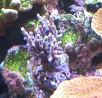 = rosegroen echinata manuel.jpg