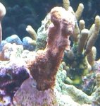 = rode montipora manuel (2).jpg