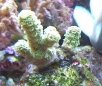 = groene acro p2m.jpg
