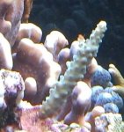 = blauwe formosa  p2m.jpg