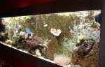 front aquarium flatscreenaquarium FlatAQUA 280 tropisch zeeaquarium 3.jpg