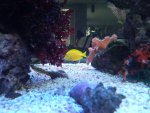 olivaceus1.jpg