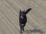 Catootje keert terug van hazenjacht2 www.jpg