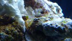 RSM 250 1st algea sign.jpg
