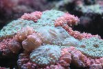 lobophyllia www.jpg