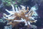 vogelnest aftakeling 2 www.jpg