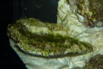 RSM 250 algea closeup.jpg