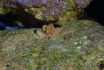 RSM 250 Vervelde crab.jpg