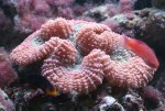 lobophyllia www 1.jpg