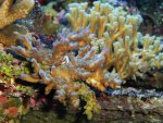 DSC03462..jpg