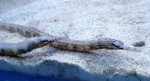 DSC05021-1..JPG