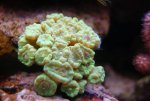 caulastrea..JPG
