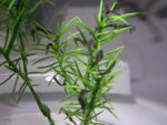 -comes kweek..jpg
