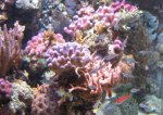 IMG_2126forum..JPG