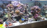 IMG_2117forum..JPG