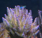 DSCN0817 - kopie..JPG