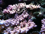 Picture 005..jpg