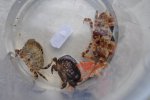 RSM250 Crab ruim o.JPG