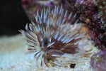RSM250 Kworm..JPG