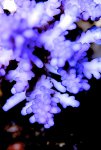 _DSC0023..JPG