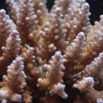 acropora1..jpg